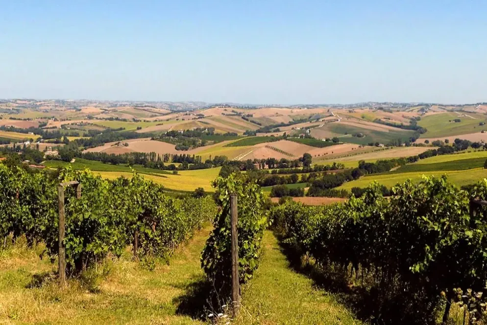Vinařský region Marche - Skrytý klenot italského vinařství