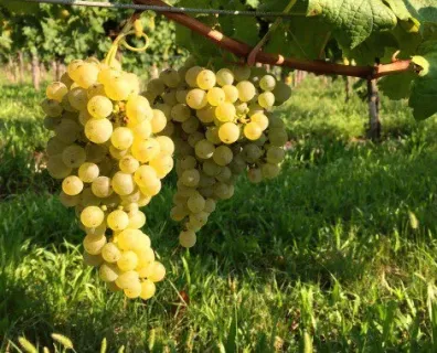 Nové vinařství Roccapesta a jejich úžasné Sangiovese